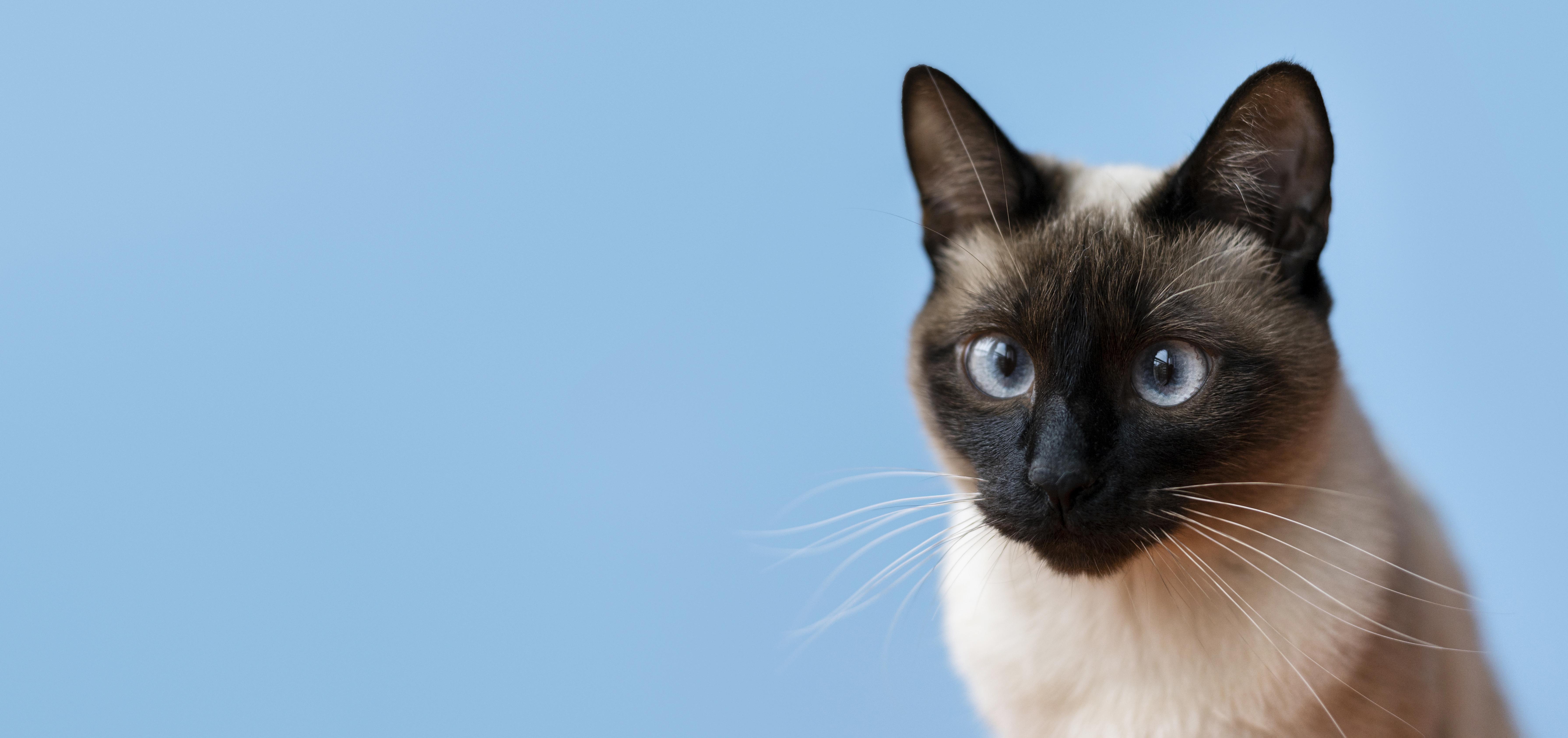 Discover 250 Superb Siamese Cat Names For Your Feline Friend