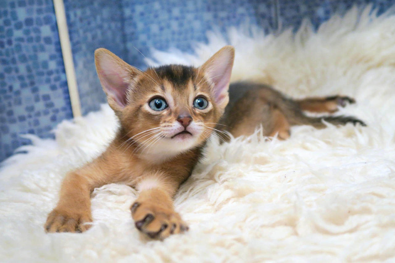 Abyssinian Cat: 8 Fascinating Facts You Need to Know