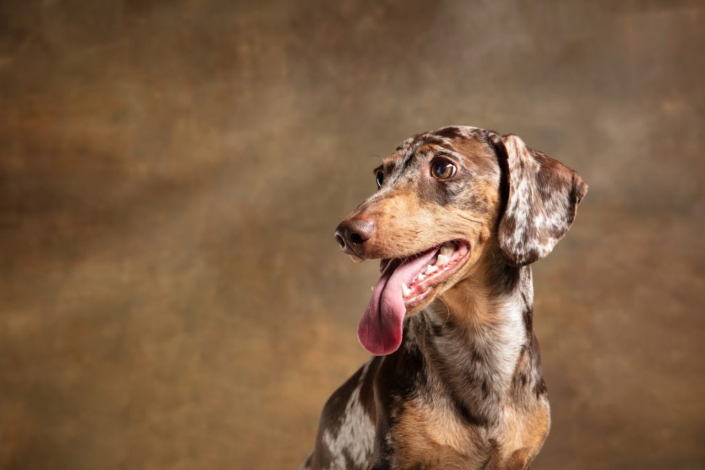 Dachshund Puppy