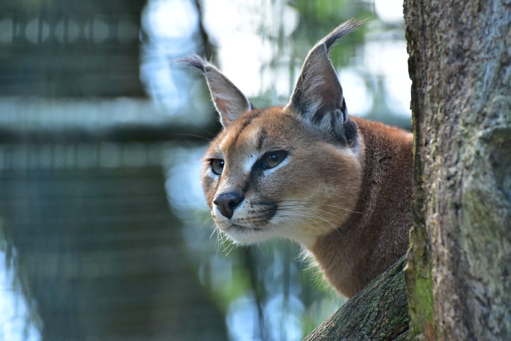 Caracal Pet Ownership: Pros and Cons